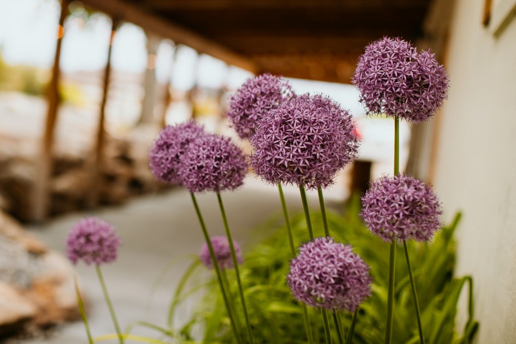 Closeup of Purple Allium Flowers | Eco-Friendly Wedding Planning: Sustainable Options for Your Big Day | Mill Pond Farms | Wedding Venues Salt Lake City Utah